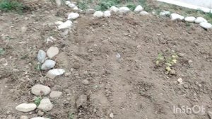 Немного дождичка и я на клумбе работаю