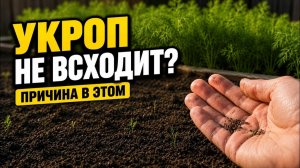 Почему у соседей укроп густой, а у вас почти пусто