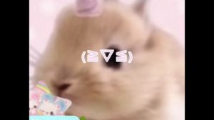 Kawaii bunny(☆▽☆)