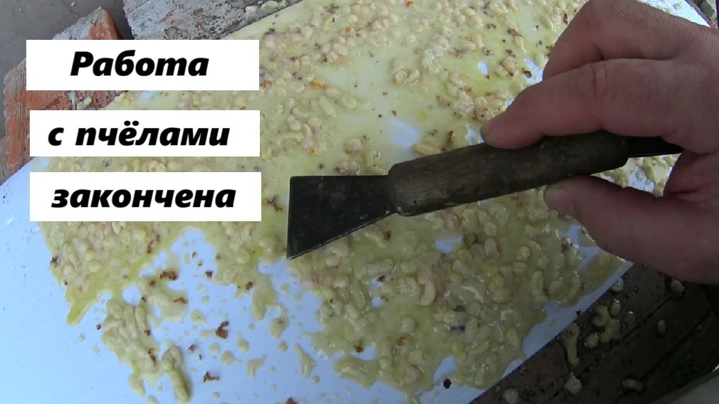 Работа с пчёлами окончена? началась работа с клещами. смотреть онлайн