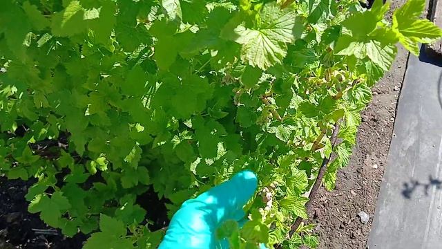 2432.  Рассадный 26. Вторая обработка плодовых кустарников и деревьев от вредителей.