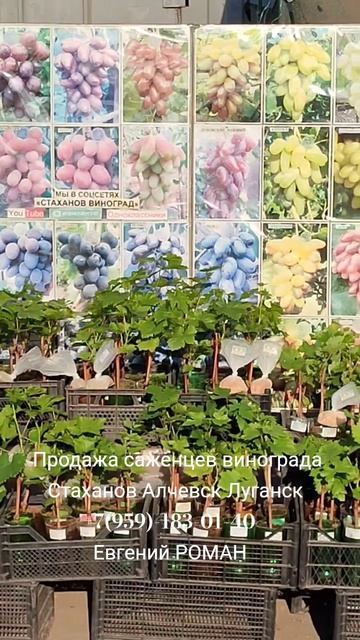 Саженцы винограда Стаханов Алчевск Луганск +7(959)-183-01-40 Евгений РОМАН