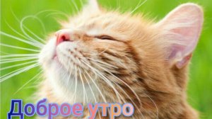 С добрым  майским утром . Шикарная музыкальная открытка.