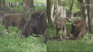 В Приокско-Террасном заповеднике весной родилось два зубренка