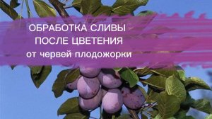 Обработка сада, слива обработка от плодожорки