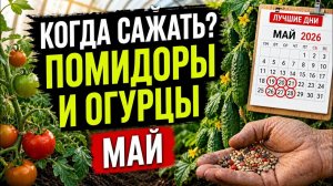 Лунный посевной календарь май 2026 Лучшие дни для помидоров и огурцов