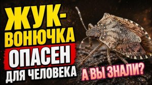 ЖУК ВОНЮЧКА - Это Не Просто Запах. Это Химическое Оружие
