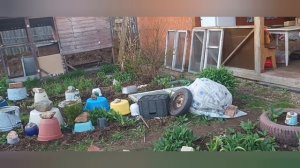 Заморозки обошли нас стороной/ Груши цветут хорошо в этом году.