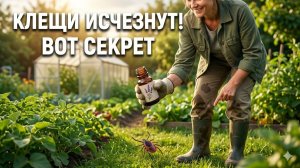 Смертельный удар по клещам без ядов этот простейший метод навсегда защитит ваш огород и одежду