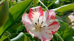 Весна, май, красивые тюльпаны! 👍🌺