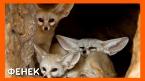 Удивительные ЖИВОТНЫЕ !  Развивающие МУЛЬТИКИ для ДЕТЕЙ  Учим ЖИВОТНЫХ