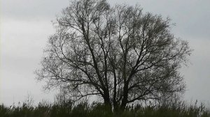 Даргинская весна