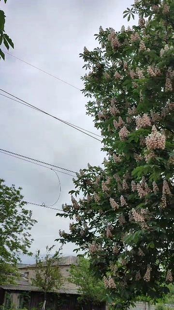 Цветут каштаны