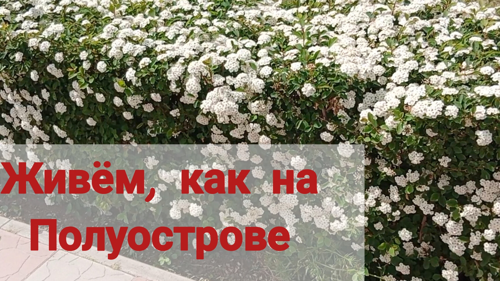 В Ейске жара☀️ Одинокий стоит... Вроде дышит...Плохо с интернетом. Обильного выделяется смола...
