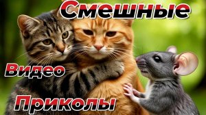 Смешные видео приколы|Коты и собаки