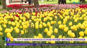 Фестиваль тюльпанов пройдёт на Елагином острове 16 и 17 мая