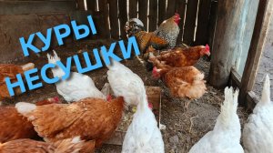 Жизнь в деревне Вечерний сбор яиц у моих тружениц кур-несушек