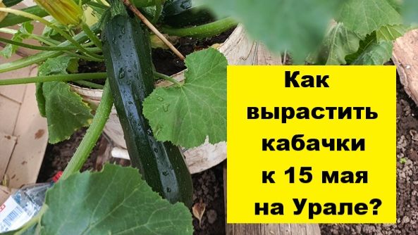 Как вырастить кабачки в ведре к 15 мая в Пермском крае?