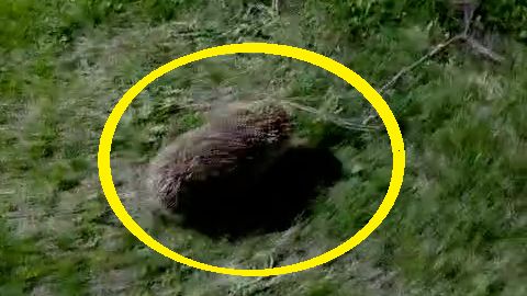 Гость на даче