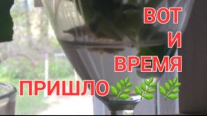 ВОТ ПРИШЛА ПОРА ВЫСАЖИВАТЬ ТЫКВЫ И КАБАЧКИ🍎🍅🌶🍎🌶🌶🍎🍅🌶