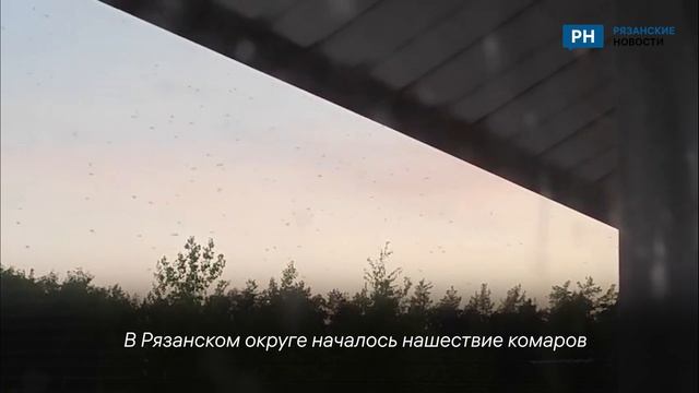 В Рязанской области началось нашествие комаров