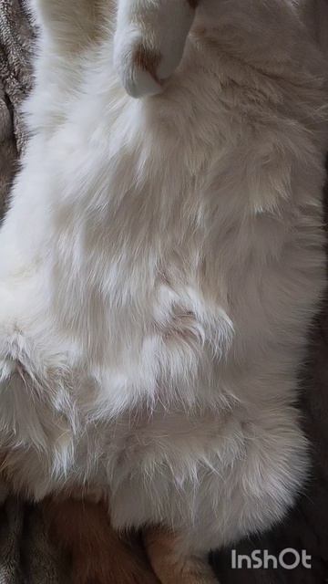 Я у мамы самый самый #котик #котики #приколы
