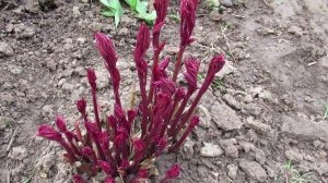 Пионы весной для пышного цветения нуждаются не только в подкормке