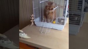 Ждет кота