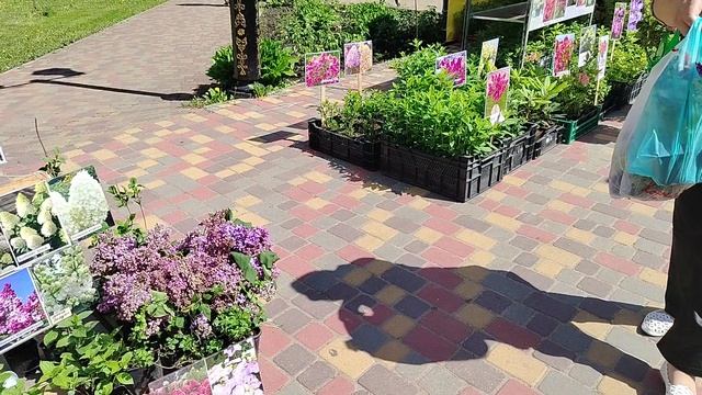 Цены на растишки. Ярмарка Тамбова.