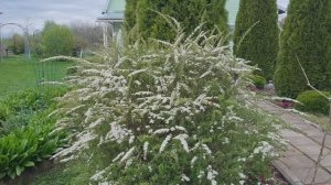 Моя красавица цветёт!🌸Горшечный садик готов!🌺Ленинградская область 15.05.26г.