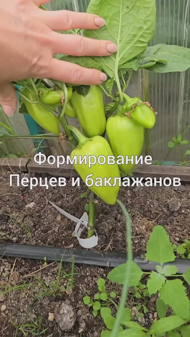 Как я формирую перцы и баклажаны для обильного урожая