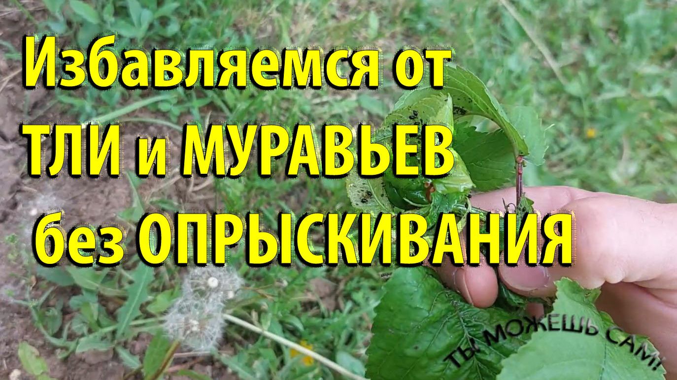 Как избавиться от ТЛИ и МУРАВЬЕВ не опрыскивая деревья химией