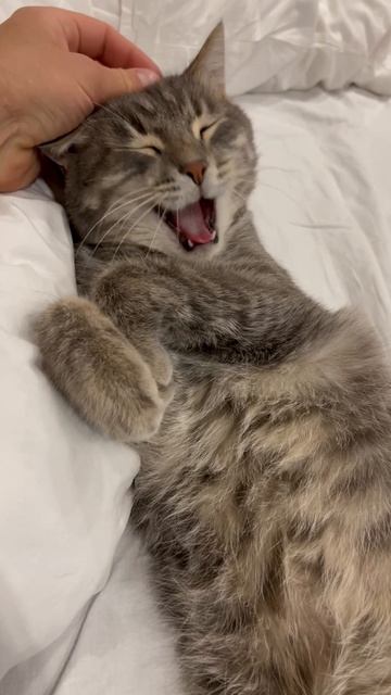 Мило спящий котик 