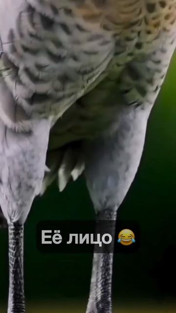 Жена рыбака