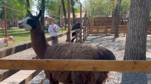 Парк альпак Симба. Ростов-на-Дону.