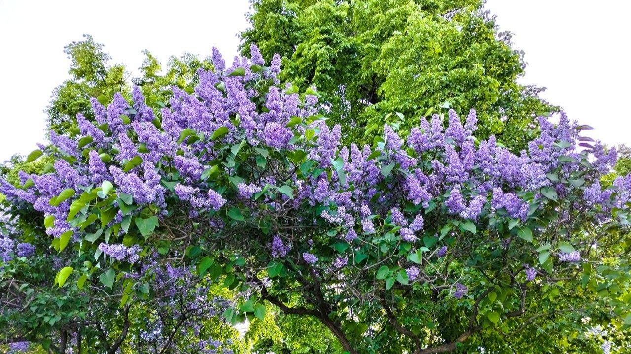 Цветущая сирень в Челябинске 💜 как красиво!
