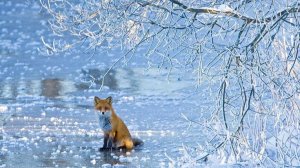 Коран на русском языке сура 045. Коленопреклонения ( Аль-Джасийа )