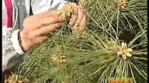 Польза пыльцы сосны
