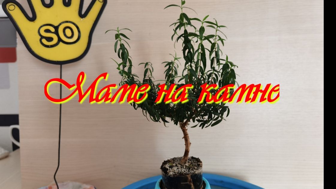Маме на камне