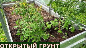 Посадка томатов и перца в открытый грунт Подмосковье
