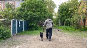 Кане-корсо 6 месяцев Дизель! Отработка команды ко мне!