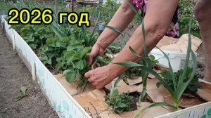 😊🫴 КЛУБНИКА 🍓 ,картон + чудо элексир 😋