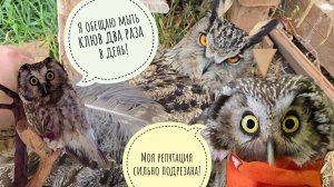 Сова Ёль начала линять, сычу Кроше обстригли клюв на глазах у Ванички, пока всех смывало ливнем