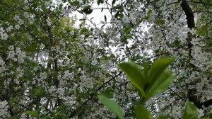 Медитация-прогулка . Любуемся с вами цветами мая♥️ Для Горбань внизу. Прочитай, не лезь больше