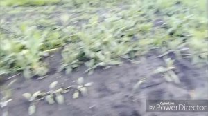 Мои растюшки после сильного урогана.