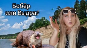 Обское море, встреча с выдрой, Академгородок