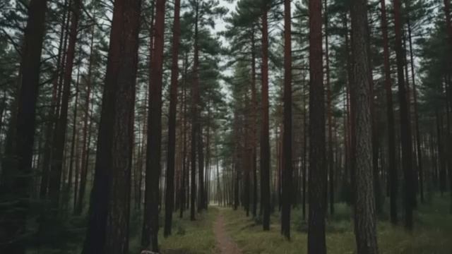 Таежные истории СБОРНИК смотреть онлайн