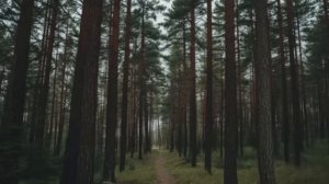 Таежные истории СБОРНИК