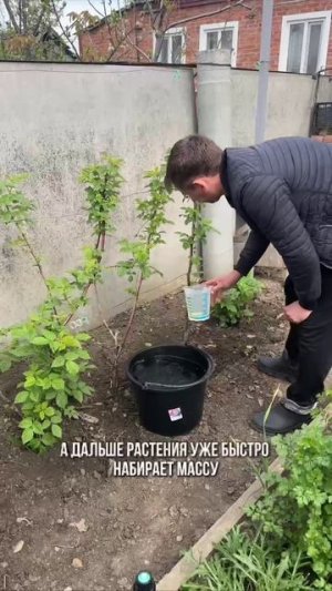 Подкормка малины весной для хорошего урожая