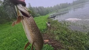 Ночевка на реке Луга,Рыбалка на живца